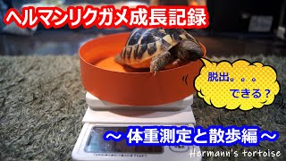 ヘルマンリクガメ飼育  体重測定と散歩編