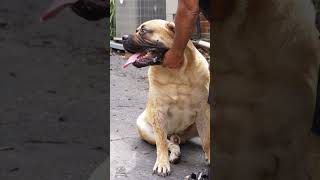 Extremely Beautiful Boerboel Physique #shorts #boerboel