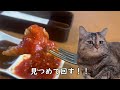 【ステーキ宮】スペシャルトリオランチとかいう豪華セットに宮のタレとトマとガーリックソースでライスを爆食して腹パンになるだけの話【宮のたれ】 猫ミーム 猫マニ