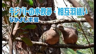 キジバトの水飲みと相互羽繕い　なかよし・求愛