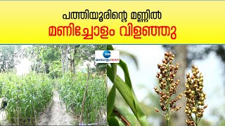 Jowar Farming | തൊഴിലുറപ്പ് തൊഴിലാളികളുടെ മണിച്ചോളം പരീക്ഷണം വിജയം