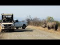 Fantastic wildlife encounter with Rhino on safari in Kruger National Park.