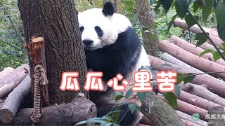 1.17爺爺出差第六天葉子在樹上待了4個小時，花花吃播一整天 #panda  #熊猫  #花花  #熊貓