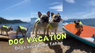 Dogs Visit Lake Tahoe and Find A Secret Spot | STUNNING Views