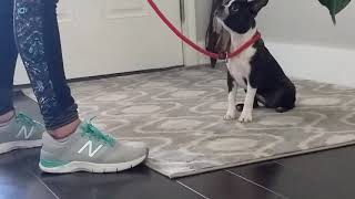 How to teach a Boston Terrier puppy "down."
