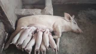 Breast Feeding in Pig Farming: Amazing Piglets Feeding From Mother Pig 2024