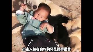 能上桌吃饭的狗狗一定是立过大功的 #狗狗 #中华田园犬 #感动