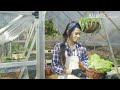 balance diy greenhouse by palram canopia