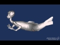 Horniman Museum and Gardens: Merman CT Scan 1