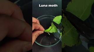 Hungry Luna caterpillar eats a whole walnuts leaf within 48 hours