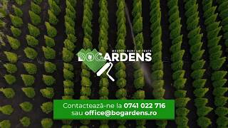 Pepiniera Plante si Arbori Neamt, Bacau si Iasi - Bogardens Tuia, Brad, Artar, Mesteacan