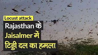 Locust attack: Rajasthan के Jaisalmer में टिड्डी दल का हमला, Drone से पाया गया काबू