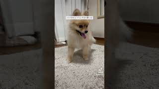 パパおはようさんやでホンマ今日も暑いわ【ポメラニアン】#ポン太 #ポメラニアン #pomeranian #モフモフ #ペロリ