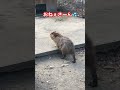 カピバラ温泉湯上りにくださーい🍃 shorts カピバラ capybara