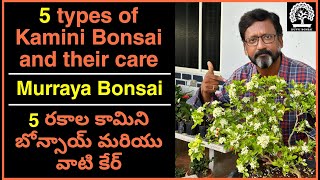 5 types of Kamini Murraya Bonsai Care || Murraya Paniculata || 5 రకాల కామిని ముర్రాయా బోన్సాయ్ కేర్