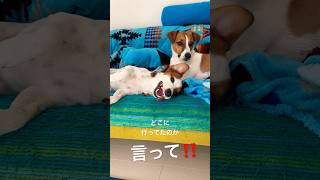 【なんで置いていくの？】やさぐれ犬#shorts#ジャックラッセルテリア#やさぐれ#jackrussellterrier#アフレコ