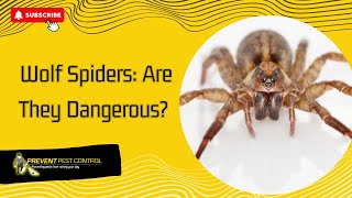 Wolf Spiders Are They Dangerous