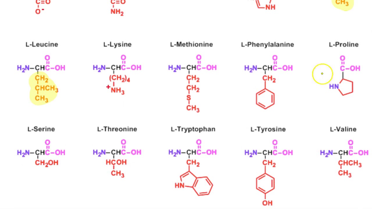 Amino Acid Structure Chart