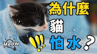 為什麼貓怕水？學會1招讓貓乖乖洗澡！Do Cats Hate Water?