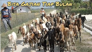 Di Pastikan 12 Ekor Tiap Jual.Gajian Tiap Bulan Dari Ternak Kambing Tanpa Ngarit