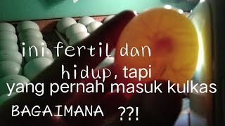 TELUR SUDAH 3 HARI MENGINAP DALAM KULKAS, APAKAH EMBRIO MASIH HIDUP ?