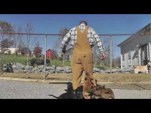Picking a good Malinois puppy Picking a good Malinois puppy