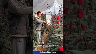 Cutting roses in a large greenhouse - The workers do their job perfectly || #machine #shorts