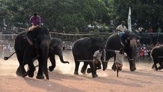 Sri Lankans celebrate New Year with animal races