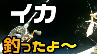 福井越前町にイカ釣りに行って来ました