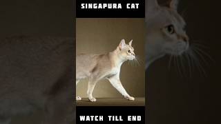 SINGAPURA CAT ❤️❤️ STATUS #youtubeshorts #trending #viral #cats #dog #catvideos #cat