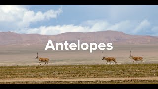 The Spirit of the Tibetan Antelope