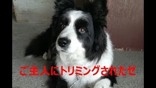 ボーダーコリーはトリミングをいやいやさせる・ただしご褒美の要求は忘れない！/The season of dog trimming coming