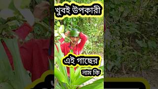 ভারতের বিখ্যাত আয়ুর্বেদিক ঔষধি গাছ🤷🤷#tree#shorts #viral #youtubeshorts #goingviral