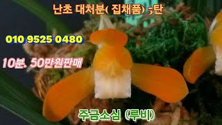 #난초. (집채품)거래완료 #대처분 5탄#10분 #50만원. #저령하게. 판매#명명품 루비 (주금소심)  산방소 (원판소심)