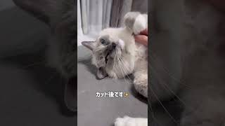 猫のフサフサ肉球のはみ毛キレイになりました！　#shorts  #short  #猫  #ねこ