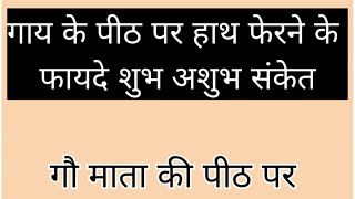 गाय के पेट पर हाथ फेरने के फायदे शुभ या अशुभ संकेत |