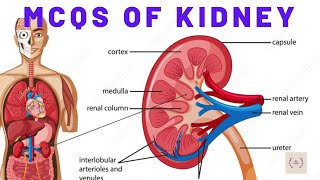 Mcqs of kidneys/questions and answers of kidneys/mcqs of kidney/human kidney/excretory system/kidney