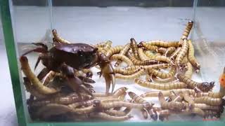 crab vs 100 superworms