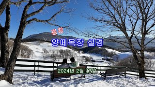 2024-02-17 평창 대관령 양떼목장 설경