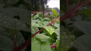 Red Spinach Vegetable Farming #satisfying #farming