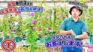 【バラのQ\u0026A】8月配信分のお悩み解決ｯ!🌹バラ栽培の疑問!?にお答えします!①🌹バラ専門店店長・高木大輔さん