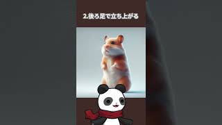 ハムスターの不思議な行動5選　#動物 #ハムスター #豆知識 #雑学 #shorts