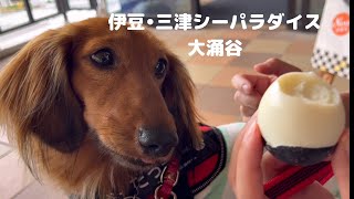 【犬連れ旅行】伊豆•三津シーパラダイスと大涌谷