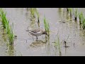 【数少ない渡鳥】アメリカウズラシギ pectoral sandpiper