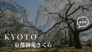 Kyoto Vlog 2023 京都 京都御苑 櫻花滿開 KYOTO 2023.03.20  [請開啟CC字幕] /  SONY A6500 + ZHIYUN M3