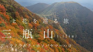 【登山】三瓶山（紅葉の中国山地の二百名山に登ってきました）リュウノウギク・ホソバヤマハハコ