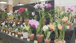 【HTBニュース】豪華絢爛　札幌で今年も洋ラン展