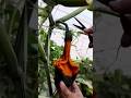 beautiful pumpkin 🖤🧡 #amazing #vegetables #farming #agriculture #technology #shorts