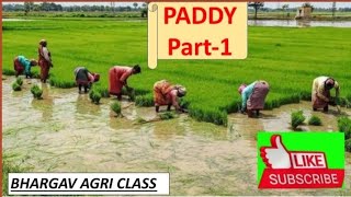 Paddy / Rice crop PART-1