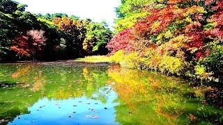 神戸市立森林公園の紅葉（長谷池）Autumn leaves　バウムTV